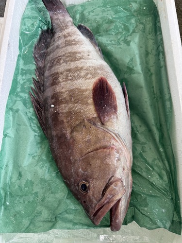 活〆マハタ1入約2.6kg(釣)