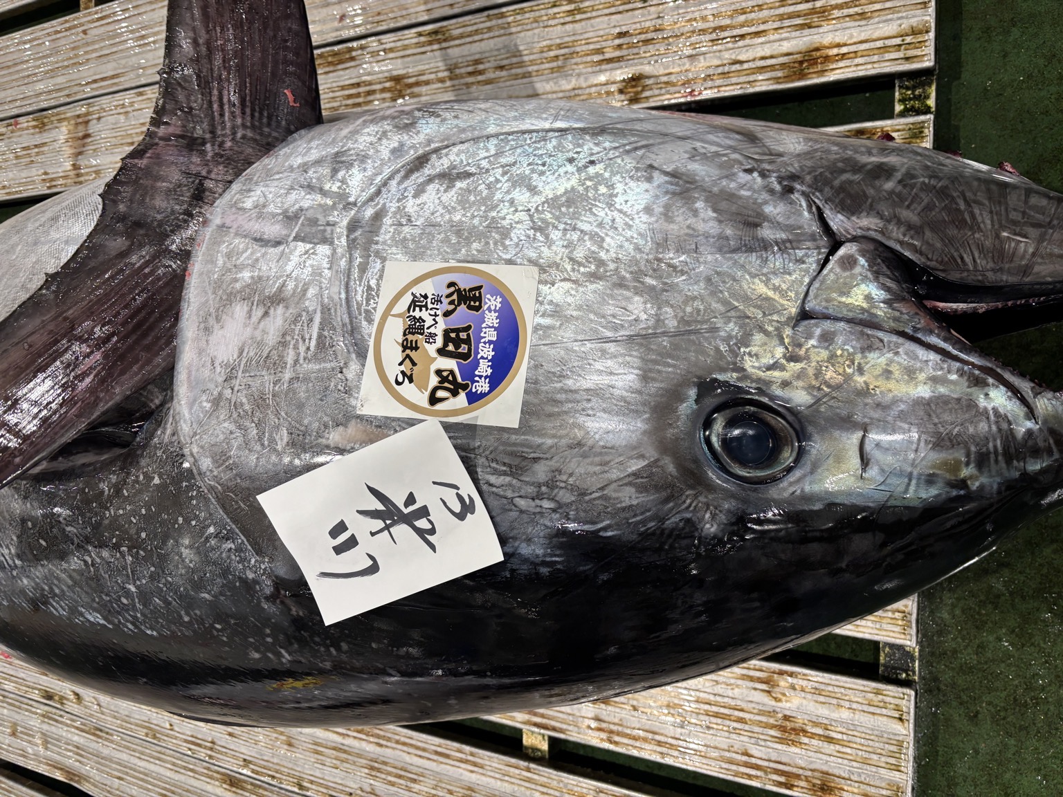 本マグロ【業務用の鮮魚仕入れならウーオ】