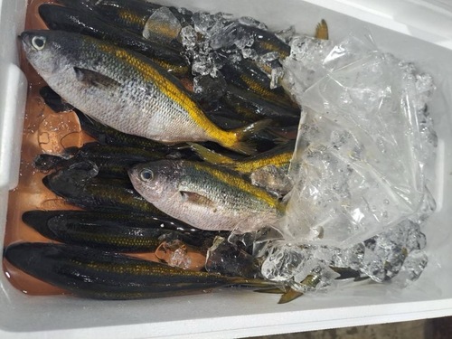 タカベ30入約4kg(刺網)