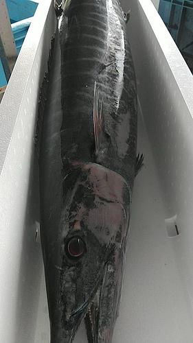 カマスサワラ10.7-13.7k1入約11.5kg(定置)