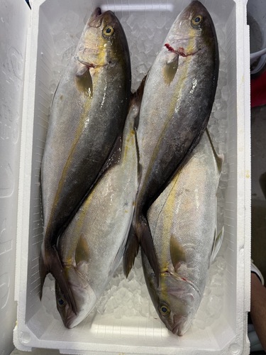 活〆カンパチ4入約5.5kg(定置)
