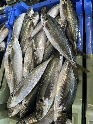 あおアジ11-12尾約4kg(巻網)