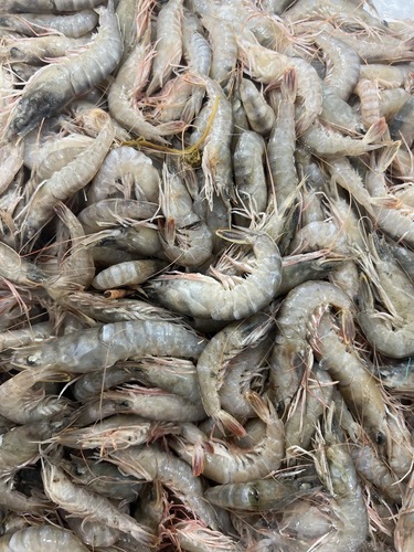 サルエビ約2kg(底曳)