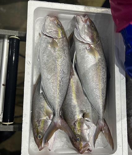 カンパチ9/10k台4入約9.5kg(小網)