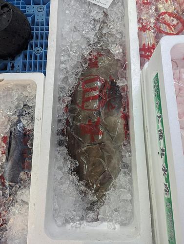 活〆クエ1入約11.1kg(延縄)