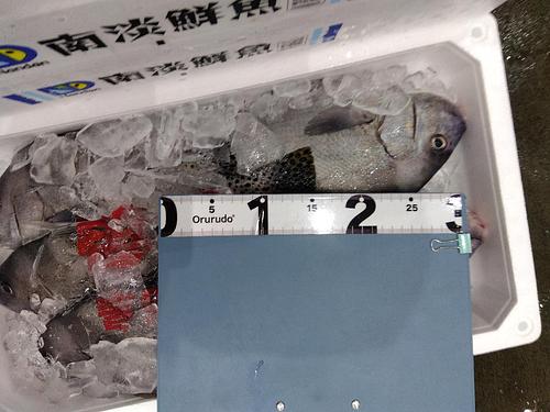 コショウダイ6入約6kg(定置)