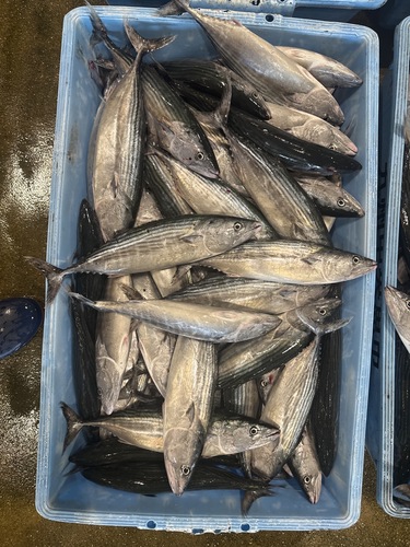 ハガツオ500g前後約10kg(定置)