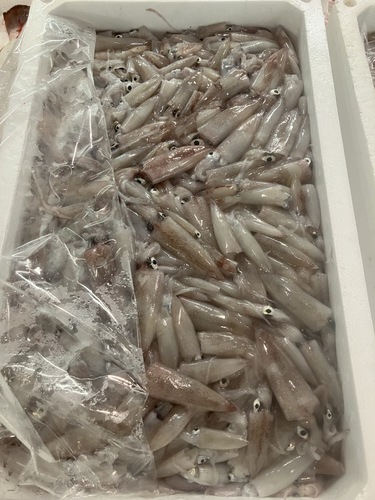 ケンサキイカバラ約3.5kg(底曳)