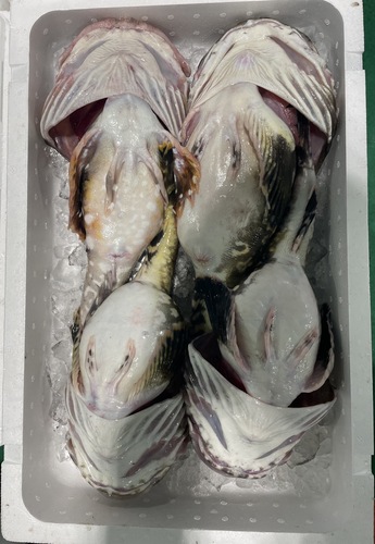 カジカ中サイズ4入約5kg(刺網)