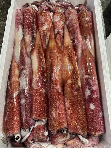 ケンサキイカ(釣)