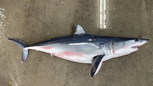 アオザメ1入約14kg(定置)【業務用の鮮魚仕入れならウーオ】