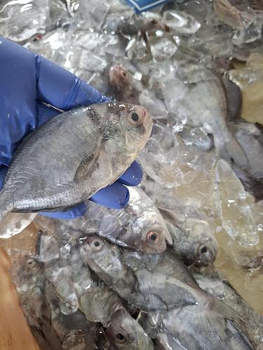 イボダイ約7kg(底曳)