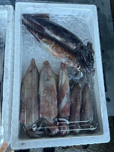 鮮魚BOX約2.6kg(釣)