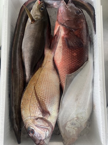 鮮魚BOX約4.8kg(釣)