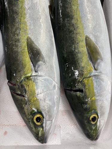 活〆ツバス5入約6kg(定置)
