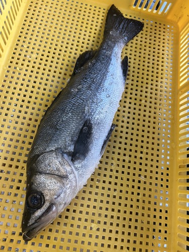 活〆ヒラスズキ1入約1.7kg(銛突)
