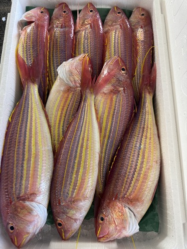 イトヨリダイ10入約5kg(釣)