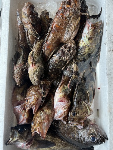 鮮魚BOX約3kg(刺網)