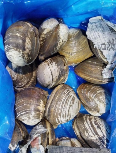 ホッキ貝(活)20入約5kg(沿岸)