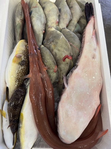 鮮魚BOX約6.5kg(定置)