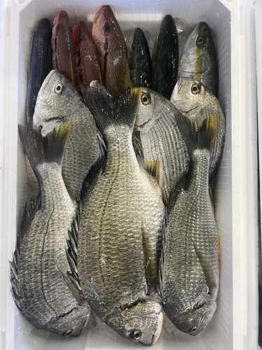 鮮魚BOX約7kg(定置)