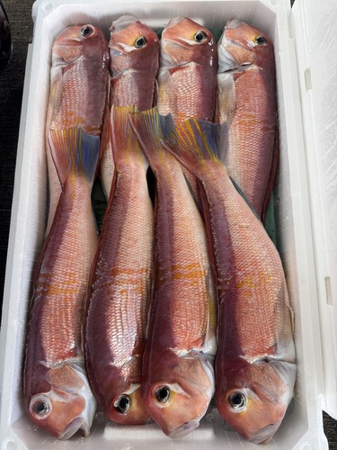 活〆アマダイ8入約5.5kg(釣)