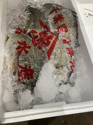 キビレ8入約5.5kg(沿岸)