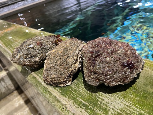 活岩ガキ中5入約3kg