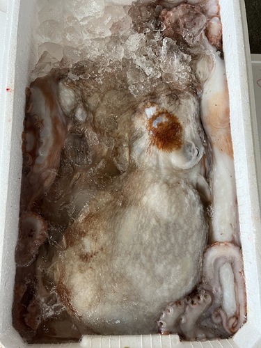 活〆ミズダコ1入約6.7kg(底曳)