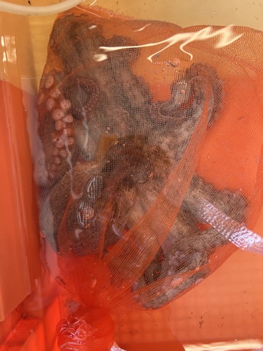 鮮魚BOX約7kg(沿岸)