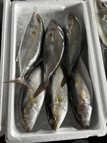 アカビラ8入約5kg(定置)
