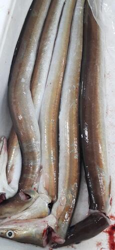 神経〆ハモ5入約0.8kg(底曳)