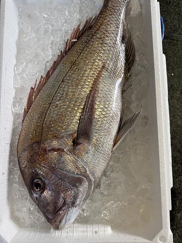 活〆マダイ1入約3.5kg(定置)