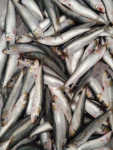 マイワシ70入位約3kg(沿岸)