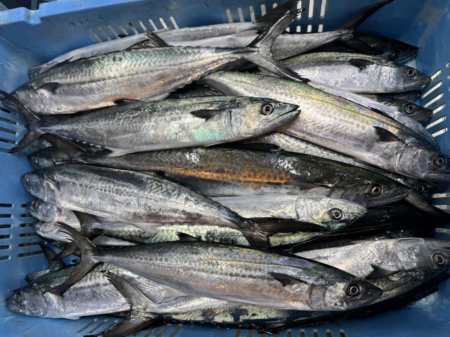 活〆サゴシ釣サゴシ 6〜10入9入約8kg(釣)【業務用の鮮魚仕入れならウーオ】