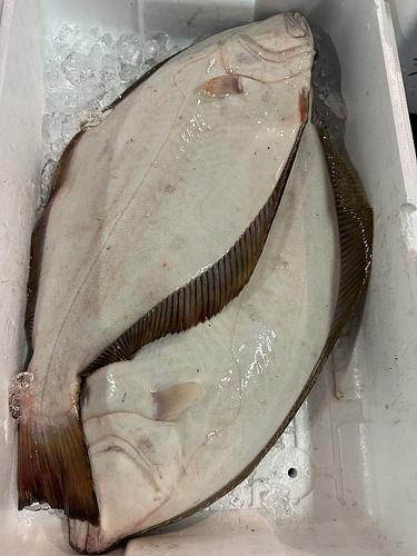 ヒラメ1kg up/3入約4.5kg(底曳)