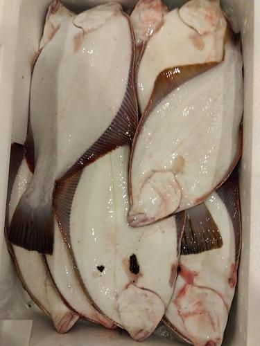 石カレイ内海7入約3kg(定置)