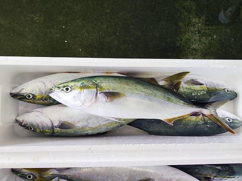 ハマチ(天然)6入約12kg(定置)
