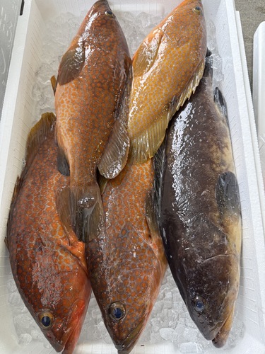 活〆鮮魚BOX5入約5.4kg(釣)