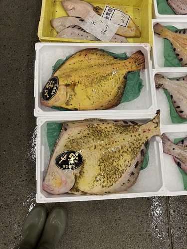 活〆マツカワガレイ(底曳)