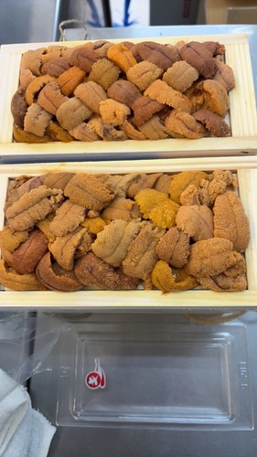 バフンウニ（板）30入約3kg