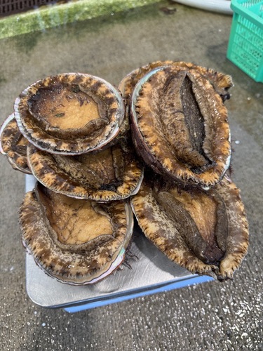 アカアワビ7入約2.58kg(沿岸)
