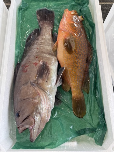 活〆鮮魚BOX2入約2.7kg(釣)