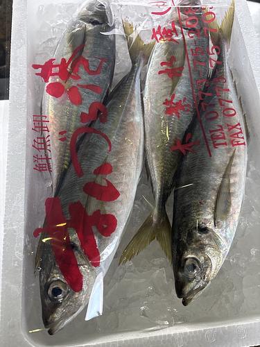 活〆マアジ(定置)