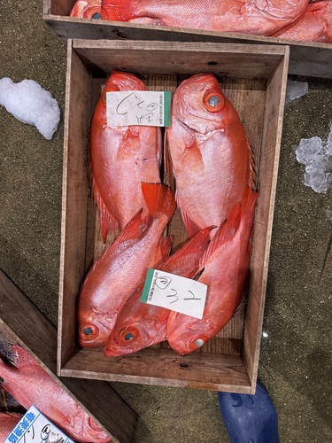 チカメキントキkg下　900g約5.4kg(釣)