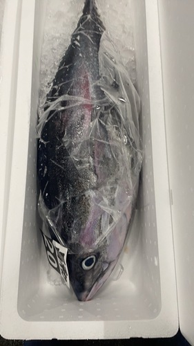 ヨコワ8/10k1入約9kg(定置)