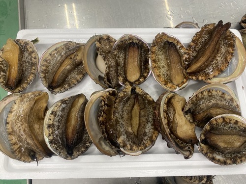 活アカアワビ13入約3.1kg(沿岸)