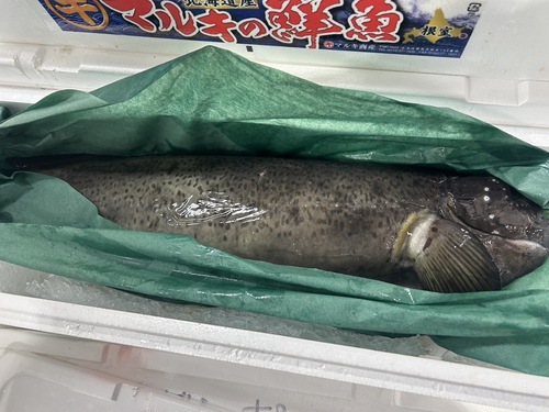 ギンポ