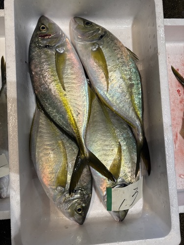 シマアジ1kg上約10kg(定置)