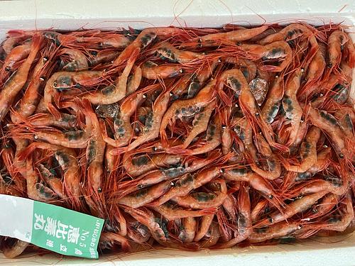 甘エビ子持ち200入約3kg(底曳)